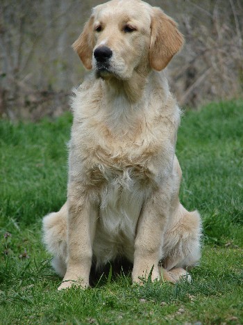 arcane golden retrievers golden retrievers du pays sauvage arcane golden retrievers golden retrievers du pays sauvage